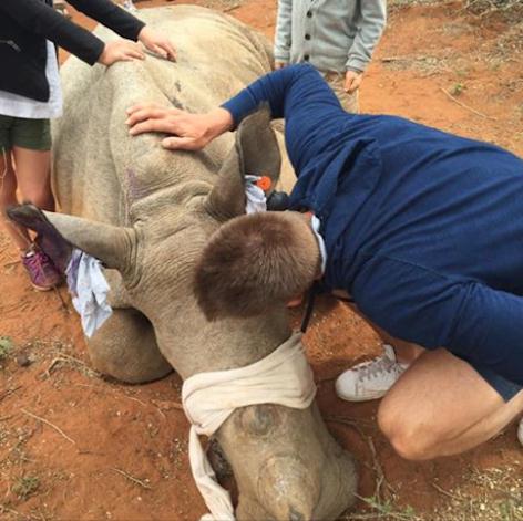 斯滕森仔细为犀牛包扎